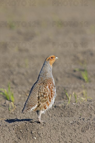 Grey partridge