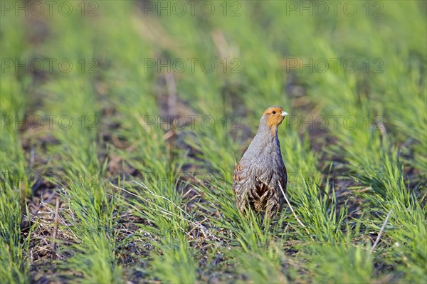 Grey partridge