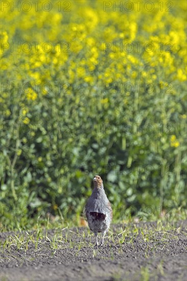 Grey partridge