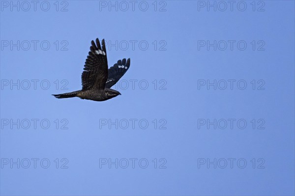 European nightjar