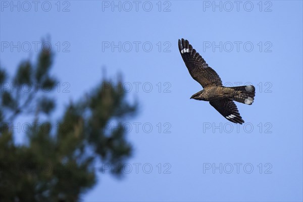 European nightjar