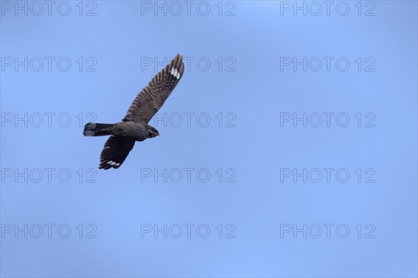 European nightjar