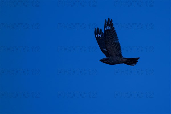 European nightjar