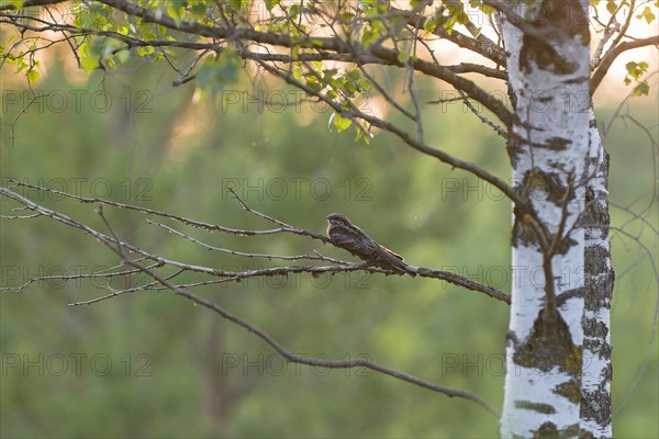 European nightjar