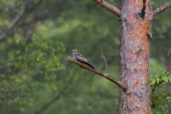 European nightjar