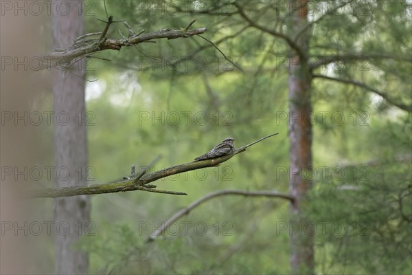 European nightjar