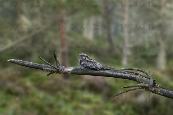 European nightjar