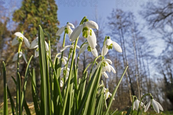 Common snowdrops