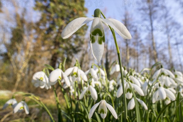 Common snowdrops