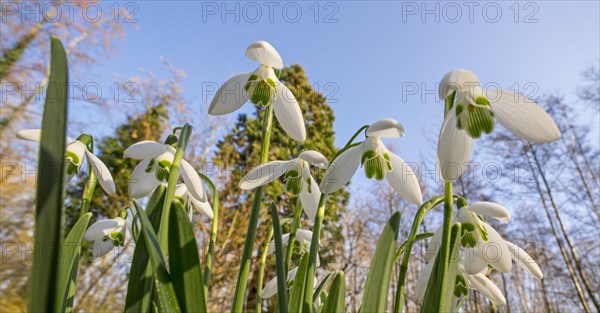 Common snowdrops