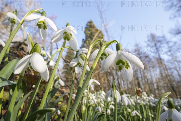 Common snowdrops