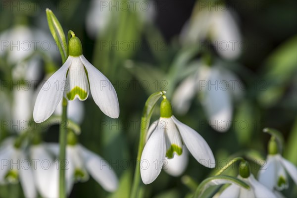 Common snowdrops