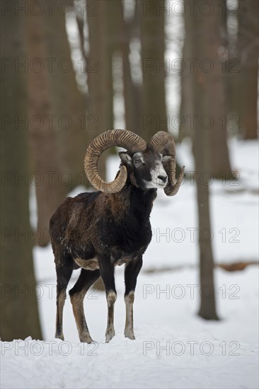 Mouflon