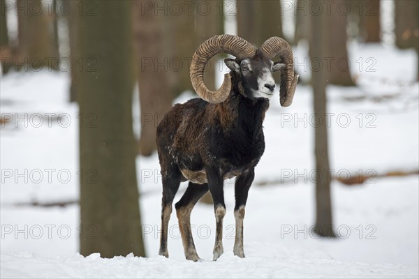 Mouflon