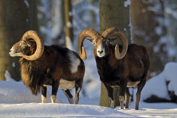 Two European Mouflon