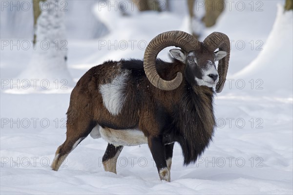 European Mouflon