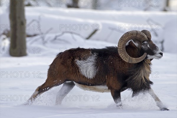 European Mouflon