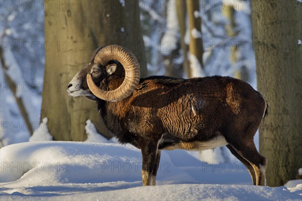 European Mouflon