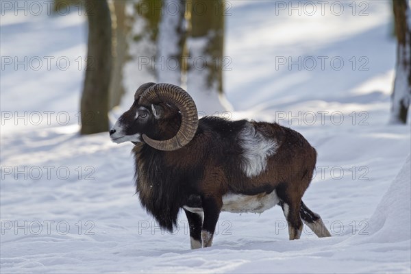 European Mouflon