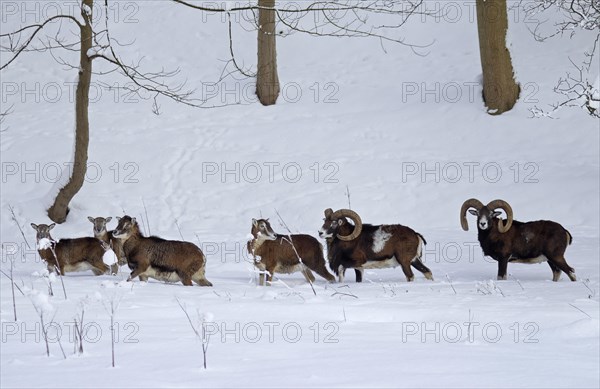 European Mouflon