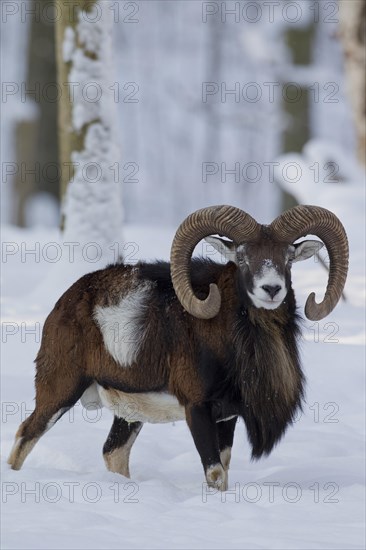 European Mouflon