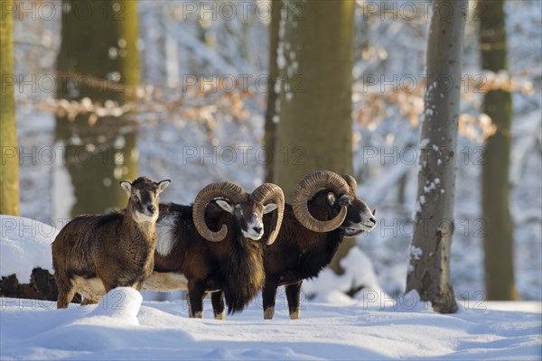 European Mouflon