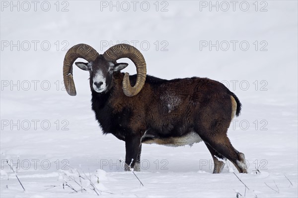 European Mouflon