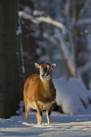 European Mouflon