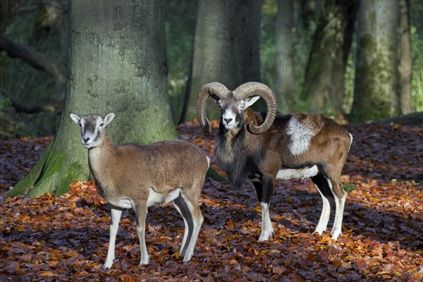 European mouflon