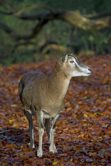 European mouflon