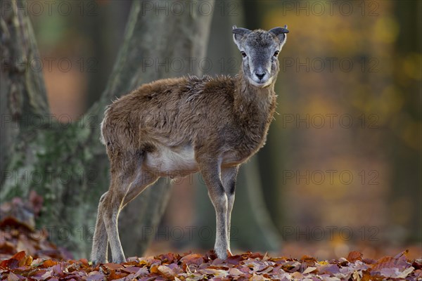 European mouflon