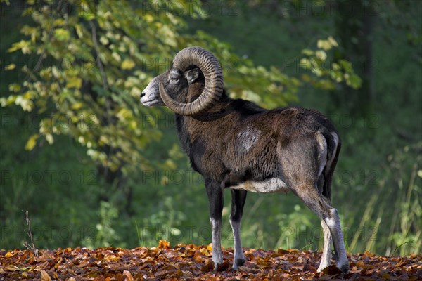 European mouflon