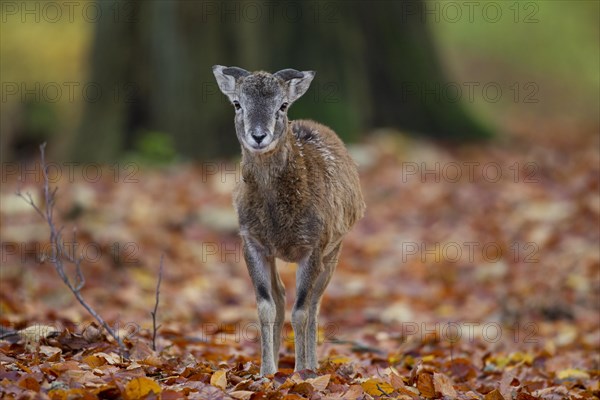 European mouflon