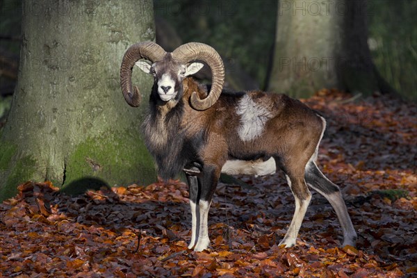 European mouflon