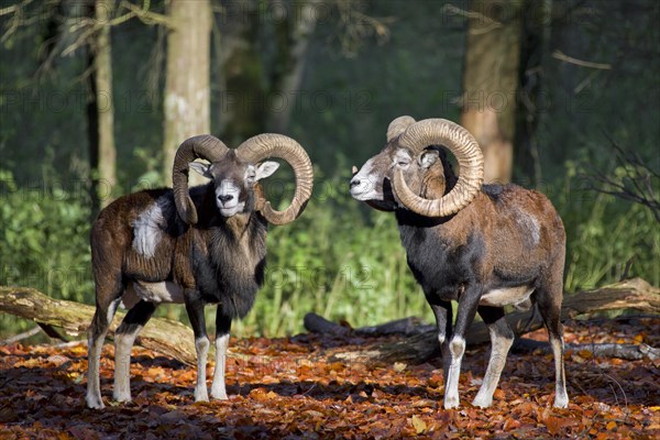 European mouflon