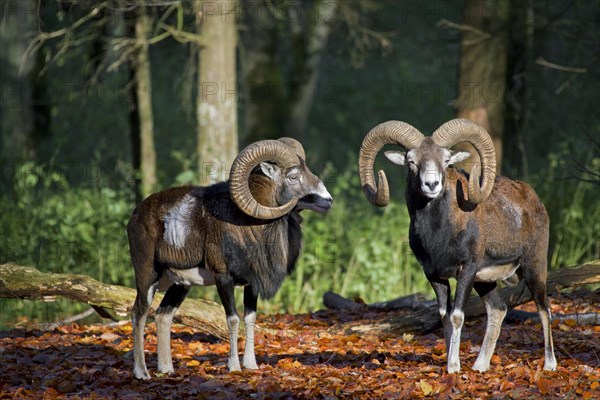 European mouflon