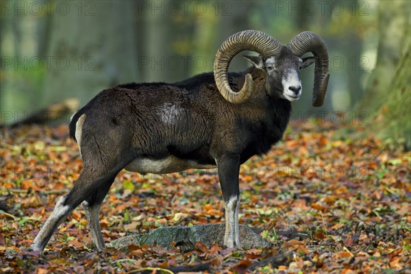 European mouflon