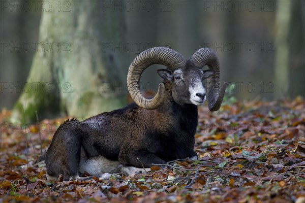 European mouflon