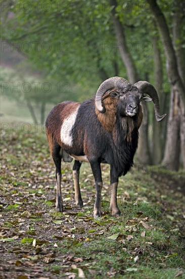 European mouflon