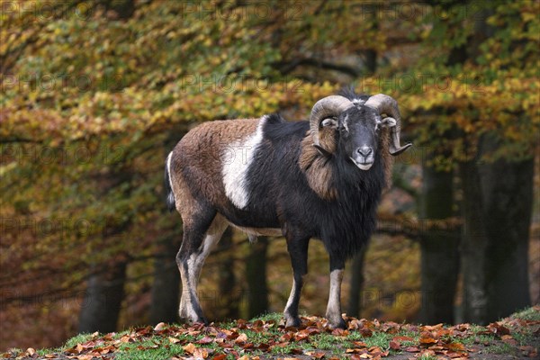 European mouflon