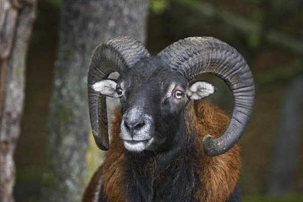 European mouflon