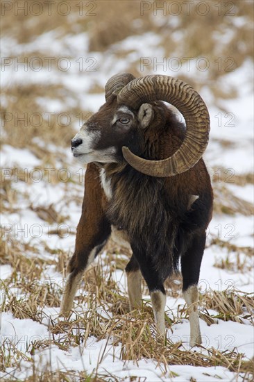 European mouflon