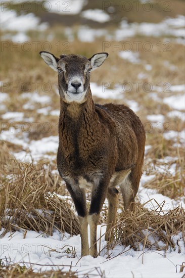 European mouflon