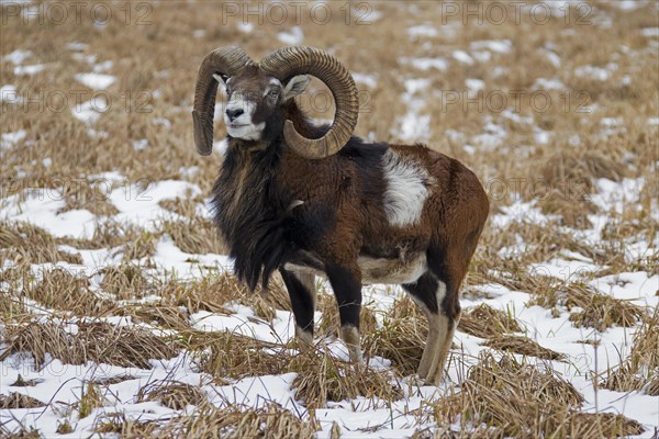 European mouflon