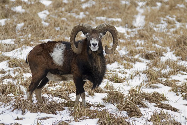 European mouflon