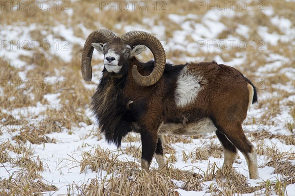 European mouflon