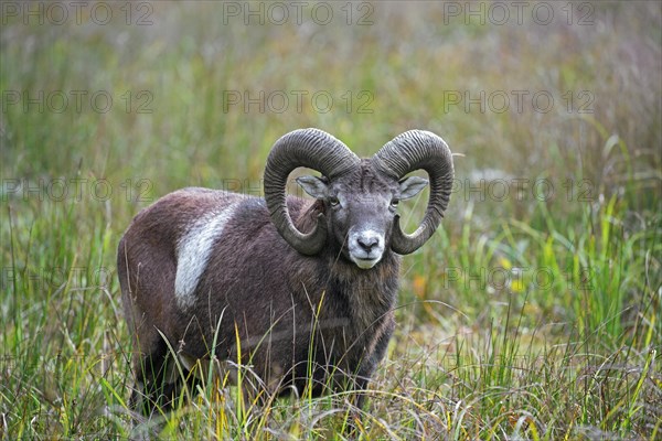 European mouflon