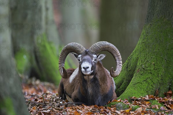 European mouflon