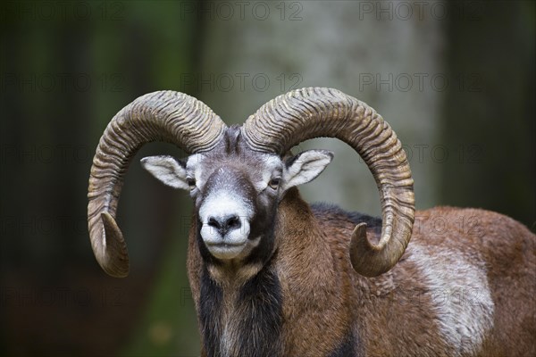 European mouflon