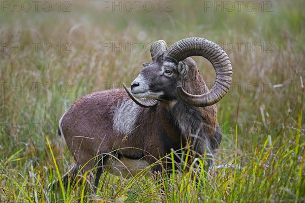 European mouflon